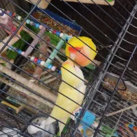 یک جفت طوطی برزیلی خوش رنگ (کارداده)|پرنده|تهران, اتابک|دیوار