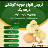 دانه پارس و جوجه گوشتی