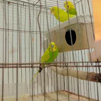 فنچ کینک با مرغ عشق|پرنده|بندرعباس, |دیوار