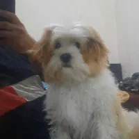 سگ‌ خانگی|سگ|رشت, باهنر|دیوار