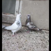 سه تا مغلف هیچ پری دانخور سه تا پرنده برا بوم