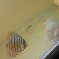 ماهی|ماهی|تهران, شمشیری|دیوار