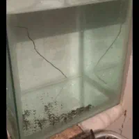 اکواریم با کفتر معاوضه می کنم