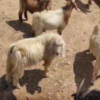 کهره  سرحال فروشی