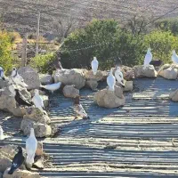 تعدادی کفتر سفید