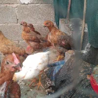 جوجه محلی|حیوانات مزرعه|هندیجان, |دیوار