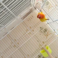 کوتوله برزیلی فیشر طلایی|پرنده|نیریز, |دیوار