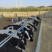 40 راس گوساله دورگ لاغر پای پروار