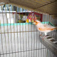 قناری نر مست مست|پرنده|خورموج, |دیوار