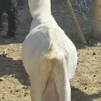 بزغاله سانن|حیوانات مزرعه|قائن, |دیوار