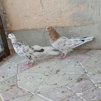کبوتر|پرنده|شاهین دژ, |دیوار
