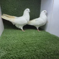 فروش کفتر پرشی خال قدیم عطیقه