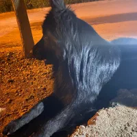 ژرمن بلک کشش کینگ سایز|سگ|مرودشت, کناره|دیوار