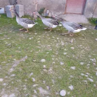 غاز کاکولی|حیوانات مزرعه|رشت, جانبازان|دیوار