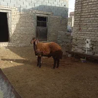 بره قوچ هترو