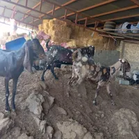 بز پاکستانی|حیوانات مزرعه|چناران, |دیوار