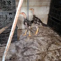 جوجه لاری