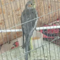 جوجه عروس هلندی سینامون ماده|پرنده|اهر, |دیوار