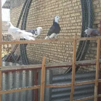 هما وشازده