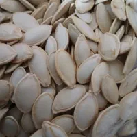 تخمه کدو درجه یک