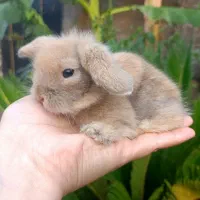 خرگوش لوپ ۳۵ روزه کاراملی اصیل|موش و خرگوش|رشت, تازه آباد|دیوار