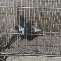 جفت سینه سیاه فروشی