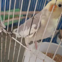 عروس هلندی ابلغ نر