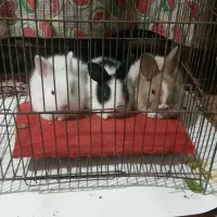 بچه خرگوش نیم لپ