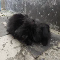 خرگوش لوپ چشم آبی اصیل|موش و خرگوش|قم, لسانی|دیوار