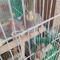 عروس هلندی لوتینو ۳ ماهه|پرنده|تهران, حکیمیه|دیوار