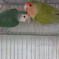 طوطی گرینچیک|پرنده|محمدیه-قزوین, |دیوار