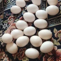 تخم مرغ محلی