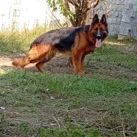 فروش یامعاوضه سگ ژرمن شپردشیپ پرموماده نزدیک فل