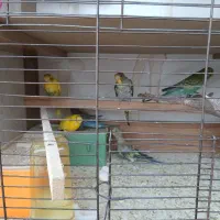 مرغ عشق مولد ضمانتی