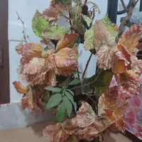 درختچه مصنوعی|گل مصنوعی|بیرجند, |دیوار