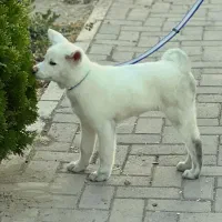 حیوان خانگی