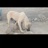 واگذاری ماده گمشد دوستان