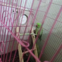 جفت طوطی ملنگو|پرنده|زرند, |دیوار