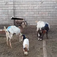 ۴ راس بز زایده