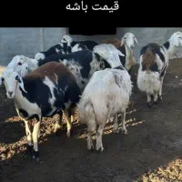 میش پلنگی اصل