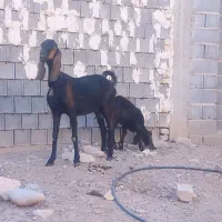 بز کهره|حیوانات مزرعه|شیراز, کرونی(خاتونک)|دیوار