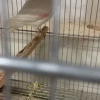 یک ماده البینو 9ماهه