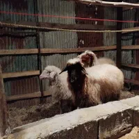 گوسفند|حیوانات مزرعه|سیاهکل, |دیوار