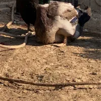 اردک مسکویی دودی و روئن فرانسه کیفیت بالا|پرنده|قائم‌شهر, |دیوار