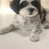 آرایشگر حیوانات خانگی (سگ،گربه،خرگوش)|خدمات پیشه و مهارت|رشت, علی آباد|دیوار