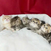 واگذاری بچه گربه