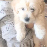 سگ کراس تریر نر بسیار آروم