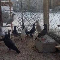 فروش کبوتر|پرنده|برازجان, |دیوار