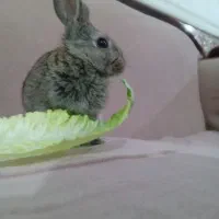 خرگوش نر|موش و خرگوش|رامهرمز, |دیوار