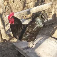 خروس|حیوانات مزرعه|اصفهان, عاشق‌آباد|دیوار